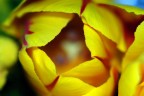 Un mondo racchiuso tra petali Un mondo racchiuso tra petali