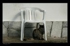 Gatto Gatto