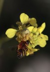 signora in giallo - atto II