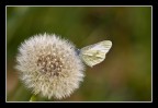 sul soffice fiore.. sul soffice fiore..