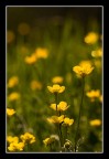 ..yellow ..yellow