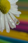 United Color of .. Drop United Color of .. Drop
