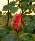 Modesto omaggio alla primavera Modesto omaggio alla primavera