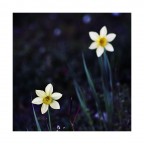 come folletti di notte