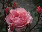 Rosa - Rosae Rosa - Rosae