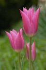 3 tulipani per pigi 3 tulipani per pigi