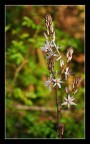i miei primi fiori i miei primi fiori