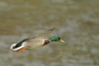 Germano in volo Germano in volo