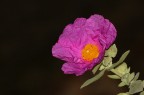 Fiore di Cisto (Cistus incanus) Fiore di Cisto (Cistus incanus)