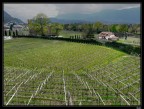 Filari... (riproposta) Filari... (riproposta)