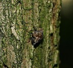 Ciao a tutti, � il mio primo post qui.
L'altro giorno mi sono imbattuto in questo strano insetto, � fatta a mano libera perch� continava a correre intorno all'albero come un pazzo e io dietro a fare il girotondo..... ho finito che mi girava la testa   
Era molto buio, nuvoloso e quasi al tramonto, per cui ho utilizzato il flash.

Canon 300d, sigma 18-50, flash, @ 1/160s 50mm f8 200 iso.