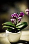 Mini phalaenopsis Mini phalaenopsis