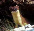 ERMELLINO CHE ESCE DALLA TANA