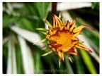 un fiore di Simona un fiore di Simona