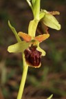 Ophrys-sphegodes3 Ophrys-sphegodes3