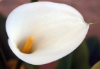 CALLA SOFT