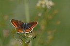 Plebejus argus femmina 2