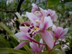 orchid