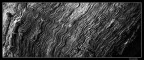 texture albero texture albero