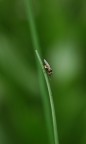 moschina piccolissima moschina piccolissima
