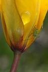 Sul giallo Sul giallo