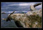retoni a Marina di Pisa retoni a Marina di Pisa