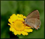 Giallo Giallo