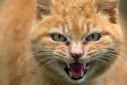 Occhi di gatto rabbioso...