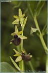 Orchidea Orchidea