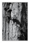 Bianco & Nero con tronco d'albero e rampicante # 2 Bianco & Nero con tronco d'albero e rampicante # 2