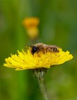 Apetta su giallo