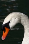 Il Cigno Il Cigno