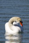 Il Cigno Il Cigno