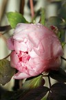 Peonia rosa Peonia rosa