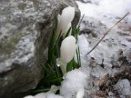 crocus crocus