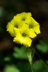 Fleur Fleur