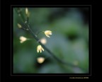 Le piccole luci.... Le piccole luci....