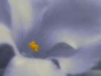 Fleur Fleur