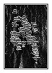 I funghi di Viale Monza ( su un albero ) I funghi di Viale Monza ( su un albero )