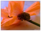 esercizi del corpo e dell'anima 2