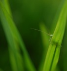 dietro il filo d'erba