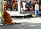 Il felino Il felino