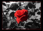 La rosa rossa La rosa rossa