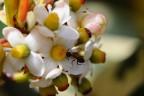 fiorellini fiorellini