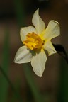 Narciso Narciso