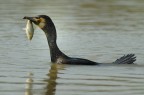 Cormorano con preda Cormorano con preda