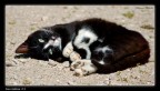 Nocciolina -3- Nocciolina -3-