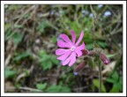 Fiore-1 Fiore-1