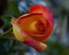 Semplicemente Rosa Semplicemente Rosa