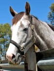 Cavallo Cavallo